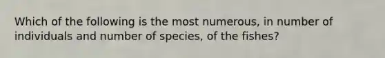 Which of the following is the most numerous, in number of individuals and number of species, of the fishes?