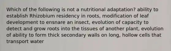 Which of the following is not a nutritional adaptation? ability to establish Rhizobium residency in roots, modification of leaf development to ensnare an insect, evolution of capacity to detect and grow roots into the tissues of another plant, evolution of ability to form thick secondary walls on long, hollow cells that transport water