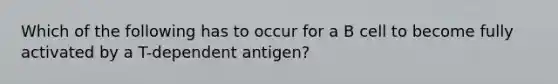 Which of the following has to occur for a B cell to become fully activated by a T-dependent antigen?