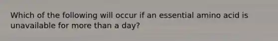 Which of the following will occur if an essential amino acid is unavailable for more than a day?