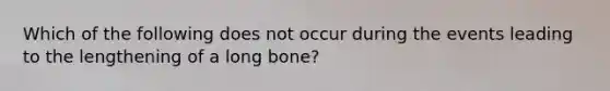 Which of the following does not occur during the events leading to the lengthening of a long bone?