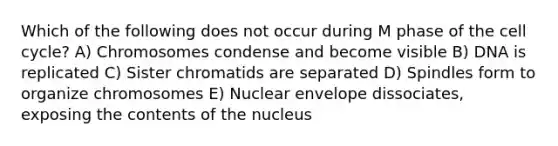 Which of the following does not occur during M phase of the cell cycle? A) Chromosomes condense and become visible B) DNA is replicated C) Sister chromatids are separated D) Spindles form to organize chromosomes E) Nuclear envelope dissociates, exposing the contents of the nucleus