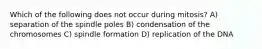 Which of the following does not occur during mitosis? A) separation of the spindle poles B) condensation of the chromosomes C) spindle formation D) replication of the DNA