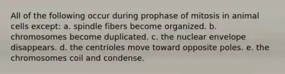 All of the following occur during prophase of mitosis in animal cells except: a. spindle fibers become organized. b. chromosomes become duplicated. c. the nuclear envelope disappears. d. the centrioles move toward opposite poles. e. the chromosomes coil and condense.