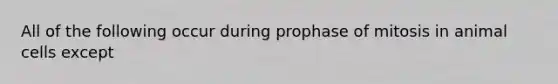 All of the following occur during prophase of mitosis in animal cells except