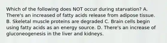 Which of the following does NOT occur during starvation? A. There's an increased of fatty acids release from adipose tissue. B. Skeletal muscle proteins are degraded C. Brain cells begin using fatty acids as an energy source. D. There's an increase of gluconeogenesis in the liver and kidneys.