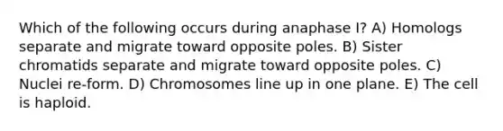 Which of the following occurs during anaphase I? A) Homologs separate and migrate toward opposite poles. B) Sister chromatids separate and migrate toward opposite poles. C) Nuclei re-form. D) Chromosomes line up in one plane. E) The cell is haploid.