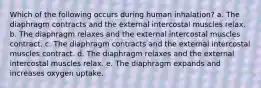 Which of the following occurs during human inhalation? a. The diaphragm contracts and the external intercostal muscles relax. b. The diaphragm relaxes and the external intercostal muscles contract. c. The diaphragm contracts and the external intercostal muscles contract. d. The diaphragm relaxes and the external intercostal muscles relax. e. The diaphragm expands and increases oxygen uptake.