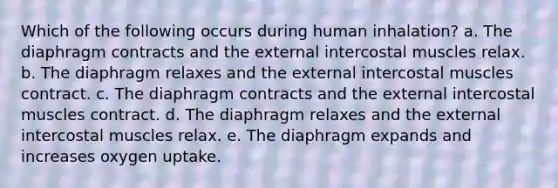 Which of the following occurs during human inhalation? a. The diaphragm contracts and the external intercostal muscles relax. b. The diaphragm relaxes and the external intercostal muscles contract. c. The diaphragm contracts and the external intercostal muscles contract. d. The diaphragm relaxes and the external intercostal muscles relax. e. The diaphragm expands and increases oxygen uptake.