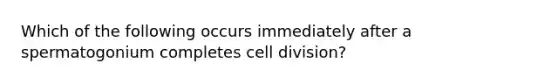 Which of the following occurs immediately after a spermatogonium completes cell division?