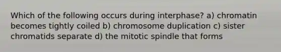 Which of the following occurs during interphase? a) chromatin becomes tightly coiled b) chromosome duplication c) sister chromatids separate d) the mitotic spindle that forms