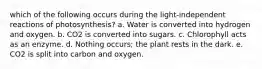 which of the following occurs during the light-independent reactions of photosynthesis? a. Water is converted into hydrogen and oxygen. b. CO2 is converted into sugars. c. Chlorophyll acts as an enzyme. d. Nothing occurs; the plant rests in the dark. e. CO2 is split into carbon and oxygen.