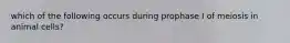 which of the following occurs during prophase I of meiosis in animal cells?