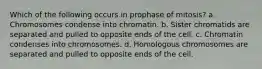 Which of the following occurs in prophase of mitosis? a. Chromosomes condense into chromatin. b. Sister chromatids are separated and pulled to opposite ends of the cell. c. Chromatin condenses into chromosomes. d. Homologous chromosomes are separated and pulled to opposite ends of the cell.