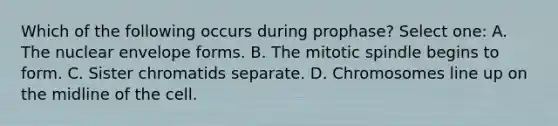 Which of the following occurs during prophase? Select one: A. The nuclear envelope forms. B. The mitotic spindle begins to form. C. Sister chromatids separate. D. Chromosomes line up on the midline of the cell.