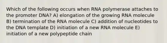 Which of the following occurs when RNA polymerase attaches to the promoter DNA? A) elongation of the growing RNA molecule B) termination of the RNA molecule C) addition of nucleotides to the DNA template D) initiation of a new RNA molecule E) initiation of a new polypeptide chain