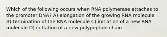 Which of the following occurs when RNA polymerase attaches to the promoter DNA? A) elongation of the growing RNA molecule B) termination of the RNA molecule C) initiation of a new RNA molecule D) initiation of a new polypeptide chain