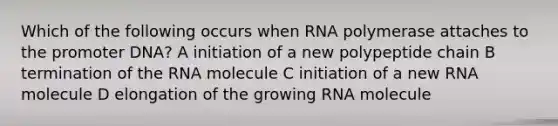 Which of the following occurs when RNA polymerase attaches to the promoter DNA? A initiation of a new polypeptide chain B termination of the RNA molecule C initiation of a new RNA molecule D elongation of the growing RNA molecule