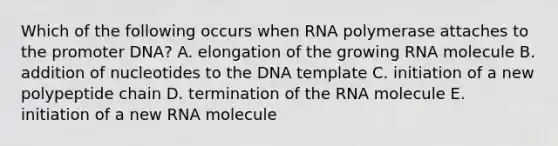 Which of the following occurs when RNA polymerase attaches to the promoter DNA? A. elongation of the growing RNA molecule B. addition of nucleotides to the DNA template C. initiation of a new polypeptide chain D. termination of the RNA molecule E. initiation of a new RNA molecule