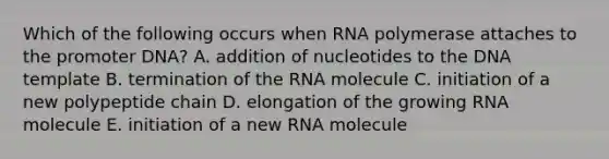 Which of the following occurs when RNA polymerase attaches to the promoter DNA? A. addition of nucleotides to the DNA template B. termination of the RNA molecule C. initiation of a new polypeptide chain D. elongation of the growing RNA molecule E. initiation of a new RNA molecule