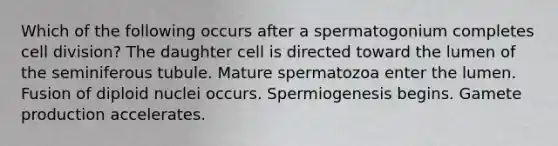 Which of the following occurs after a spermatogonium completes cell division? The daughter cell is directed toward the lumen of the seminiferous tubule. Mature spermatozoa enter the lumen. Fusion of diploid nuclei occurs. Spermiogenesis begins. Gamete production accelerates.