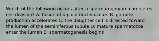 Which of the following occurs after a spermatogonium completes <a href='https://www.questionai.com/knowledge/kjHVAH8Me4-cell-division' class='anchor-knowledge'>cell division</a>? A: fusion of diploid nuclei occurs B: gamete production accelerates C: the daughter cell is directed toward the lumen of the seminiferous tubule D: mature spermatozoa enter the lumen E: spermatogenesis begins