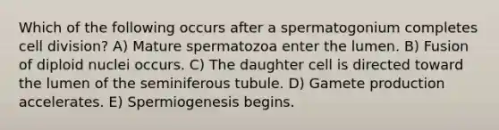 Which of the following occurs after a spermatogonium completes cell division? A) Mature spermatozoa enter the lumen. B) Fusion of diploid nuclei occurs. C) The daughter cell is directed toward the lumen of the seminiferous tubule. D) Gamete production accelerates. E) Spermiogenesis begins.