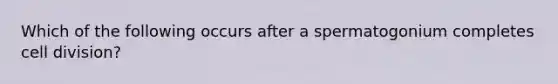 Which of the following occurs after a spermatogonium completes cell division?