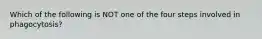 Which of the following is NOT one of the four steps involved in phagocytosis?