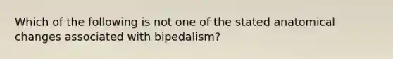 Which of the following is not one of the stated anatomical changes associated with bipedalism?