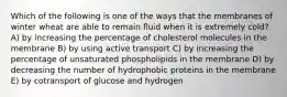 Which of the following is one of the ways that the membranes of winter wheat are able to remain fluid when it is extremely cold? A) by increasing the percentage of cholesterol molecules in the membrane B) by using active transport C) by increasing the percentage of unsaturated phospholipids in the membrane D) by decreasing the number of hydrophobic proteins in the membrane E) by cotransport of glucose and hydrogen