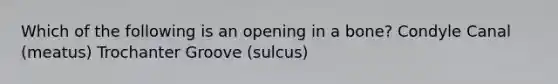 Which of the following is an opening in a bone? Condyle Canal (meatus) Trochanter Groove (sulcus)