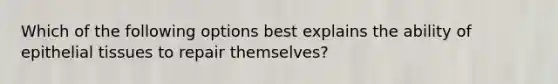 Which of the following options best explains the ability of epithelial tissues to repair themselves?