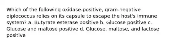 Which of the following oxidase-positive, gram-negative diplococcus relies on its capsule to escape the host's immune system? a. Butyrate esterase positive b. Glucose positive c. Glucose and maltose positive d. Glucose, maltose, and lactose positive