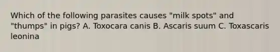 Which of the following parasites causes "milk spots" and "thumps" in pigs? A. Toxocara canis B. Ascaris suum C. Toxascaris leonina