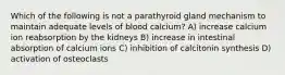 Which of the following is not a parathyroid gland mechanism to maintain adequate levels of blood calcium? A) increase calcium ion reabsorption by the kidneys B) increase in intestinal absorption of calcium ions C) inhibition of calcitonin synthesis D) activation of osteoclasts