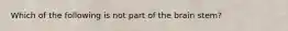 Which of the following is not part of the brain stem?