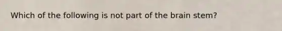 Which of the following is not part of the brain stem?