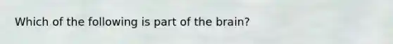 Which of the following is part of the brain?