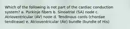 Which of the following is not part of the cardiac conduction system? a. Purkinje fibers b. Sinoatrial (SA) node c. Atrioventricular (AV) node d. Tendinous cords (chordae tendineae) e. Atrioventricular (AV) bundle (bundle of His)