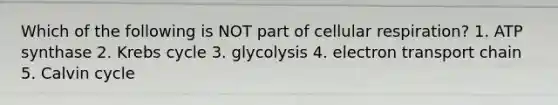 Which of the following is NOT part of cellular respiration? 1. ATP synthase 2. Krebs cycle 3. glycolysis 4. electron transport chain 5. Calvin cycle