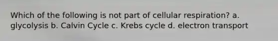 Which of the following is not part of cellular respiration? a. glycolysis b. Calvin Cycle c. Krebs cycle d. electron transport