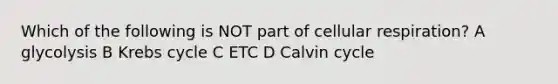 Which of the following is NOT part of cellular respiration? A glycolysis B <a href='https://www.questionai.com/knowledge/kqfW58SNl2-krebs-cycle' class='anchor-knowledge'>krebs cycle</a> C ETC D Calvin cycle