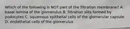 Which of the following is NOT part of the filtration membrane? A. basal lamina of the glomerulus B. filtration slits formed by podocytes C. squamous epithelial cells of the glomerular capsule D. endothelial cells of the glomerulus