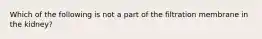 Which of the following is not a part of the filtration membrane in the kidney?