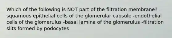 Which of the following is NOT part of the filtration membrane? -squamous epithelial cells of the glomerular capsule -endothelial cells of the glomerulus -basal lamina of the glomerulus -filtration slits formed by podocytes