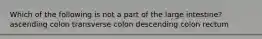 Which of the following is not a part of the large intestine? ascending colon transverse colon descending colon rectum