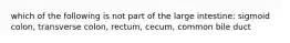 which of the following is not part of the large intestine: sigmoid colon, transverse colon, rectum, cecum, common bile duct