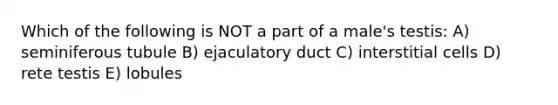 Which of the following is NOT a part of a male's testis: A) seminiferous tubule B) ejaculatory duct C) interstitial cells D) rete testis E) lobules