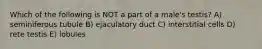Which of the following is NOT a part of a male's testis? A) seminiferous tubule B) ejaculatory duct C) interstitial cells D) rete testis E) lobules